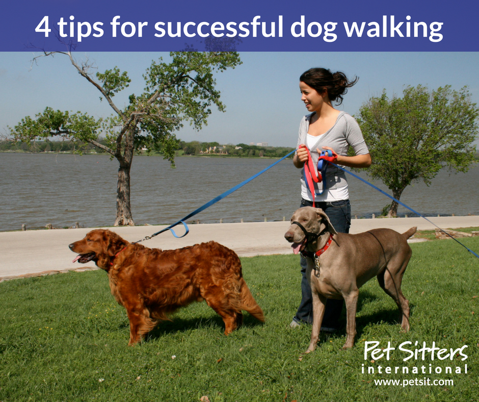 Dog Walking: 4 tips for successfully 