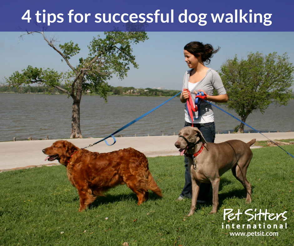 Dog walking: 4 tips for successfully offering this service