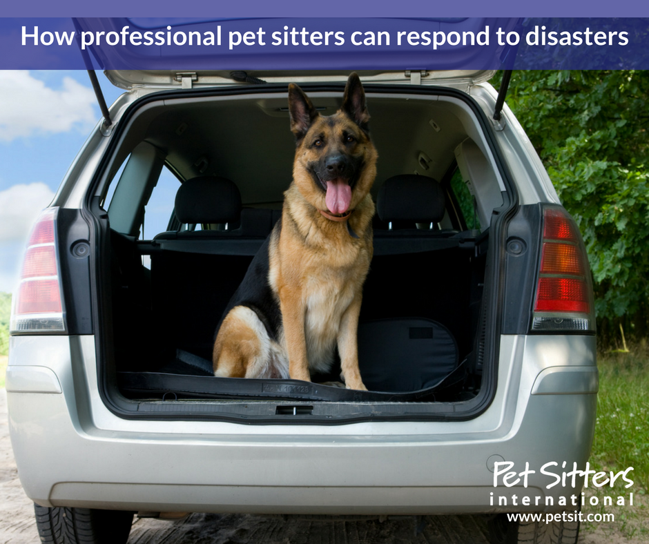 How professional pet sitters can respond to disasters