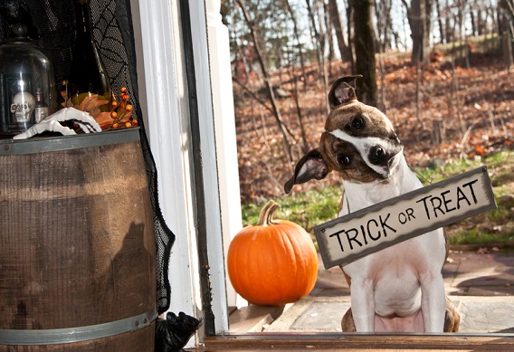 4 Tips for Avoiding Scaredy Cats and Fearful Fidos this Halloween