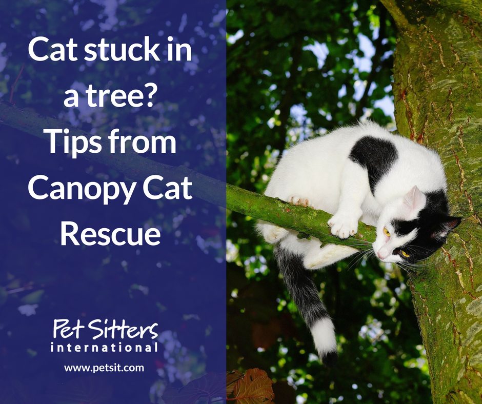 Cat stuck in a tree? Tips from Canopy Cat Rescue & pet sitters share their experiences