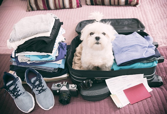 Pet Sitters International offers tips for pet owners planning last-minute vacations