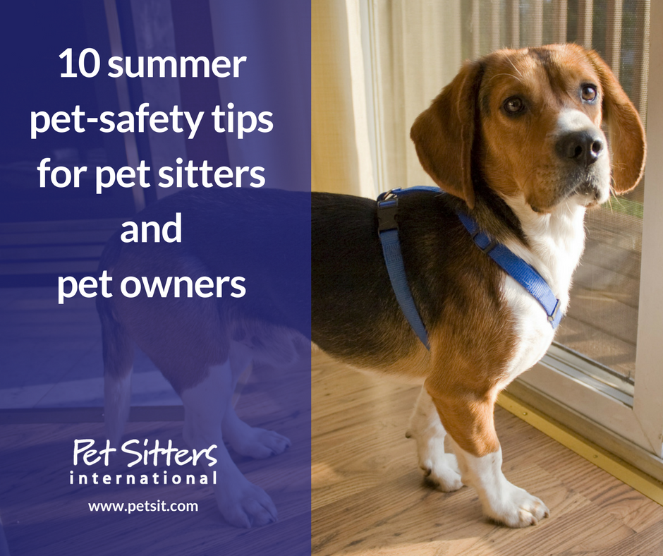 10 summer pet-safety tips for pet sitters and pet owners