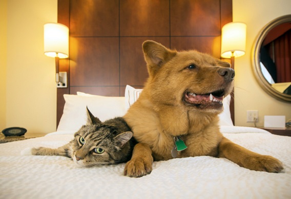 Whether Summer Travel Leaves Your Pets at Home or on the Go, Pet Sitters Can Help