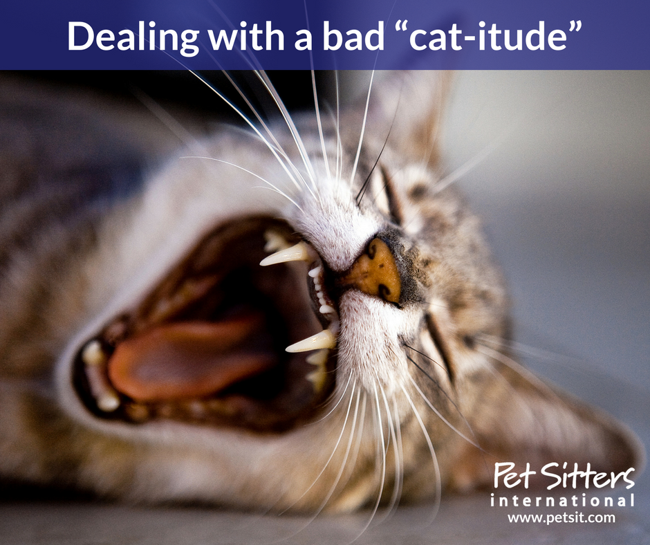 Dealing with a bad “cat-itude”