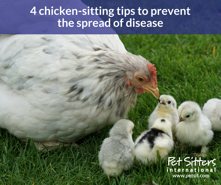 4 chicken-sitting tips to prevent the spread of disease