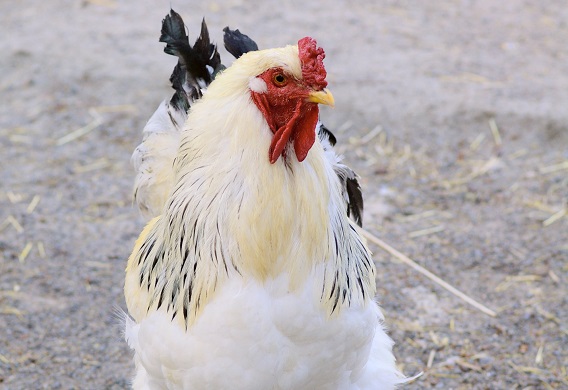 More pet sitters now offering care for chickens, Pet Sitters International survey finds