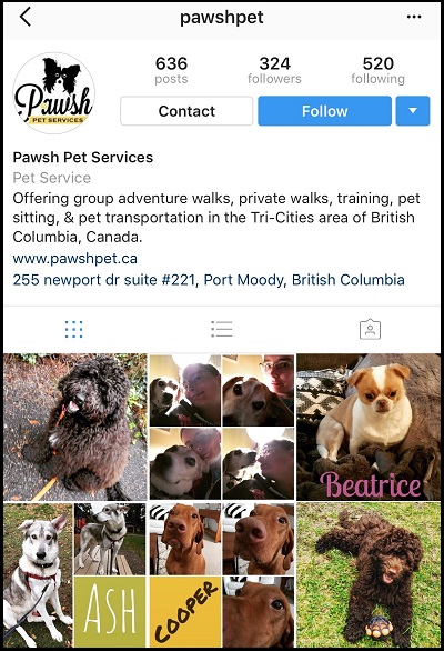 how do i set up an instagram account for my dog