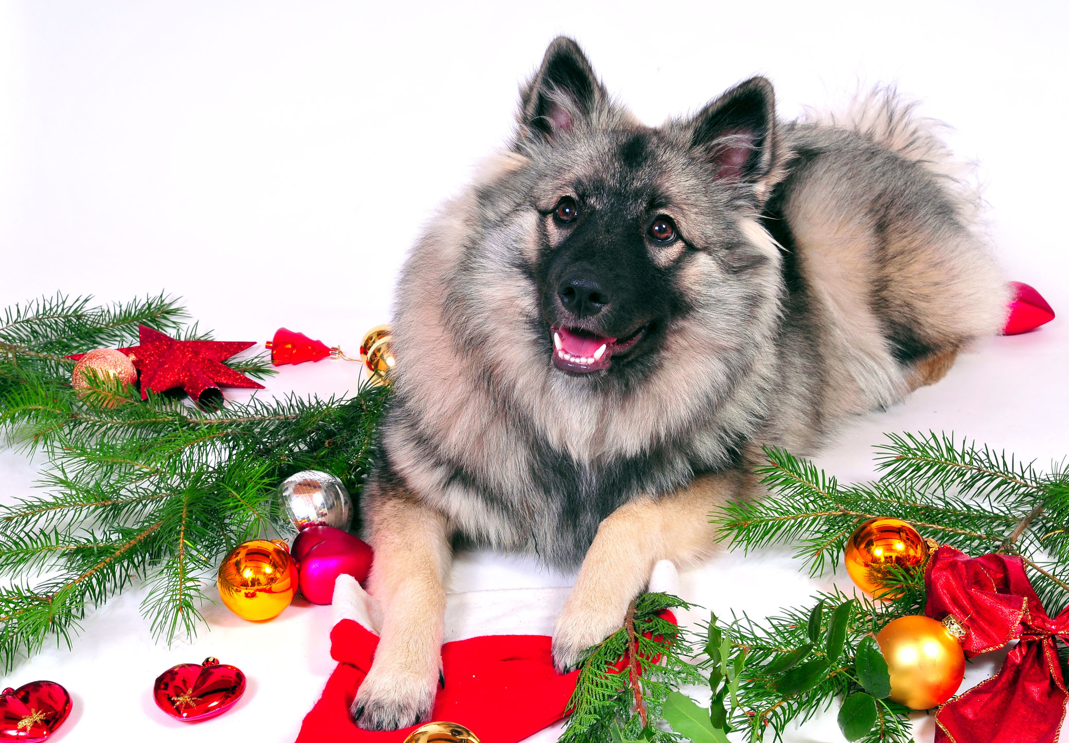 Pet Sitters International offers tips to ensure a safe and happy holiday for pets