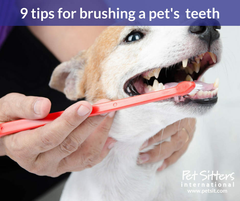 9 tips for brushing a pet's  teeth